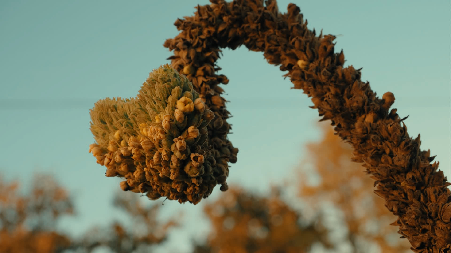 应用 LUT 后预览